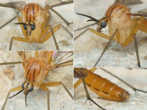 Réf. 208 660 : Neoempheria striata